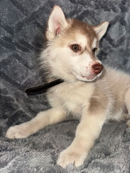 Готов к продаже щенков Хаска