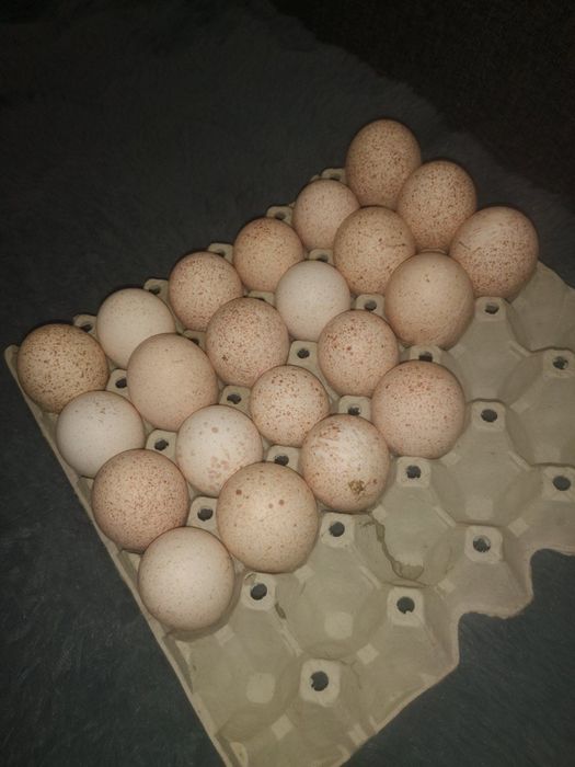 Пуешки яйца за люпене