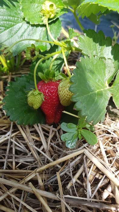 Stoloni de capsuni care fructifică tot anul , până cade gerul