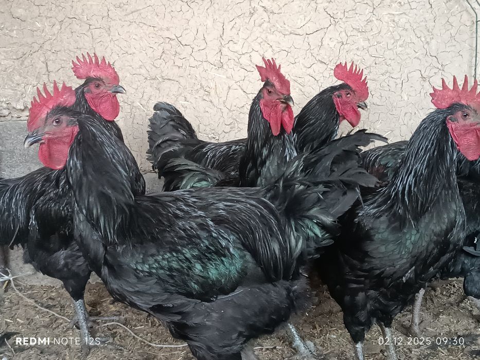 Gigant qora shaxzoda jo'ja xo'rozlari sotiladi 6 oylik