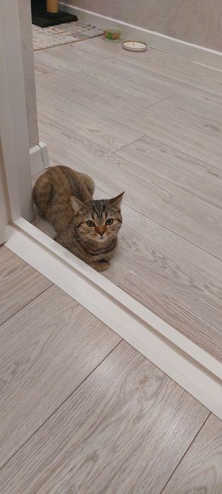 Дарю котенка шотлагдский прямоухий