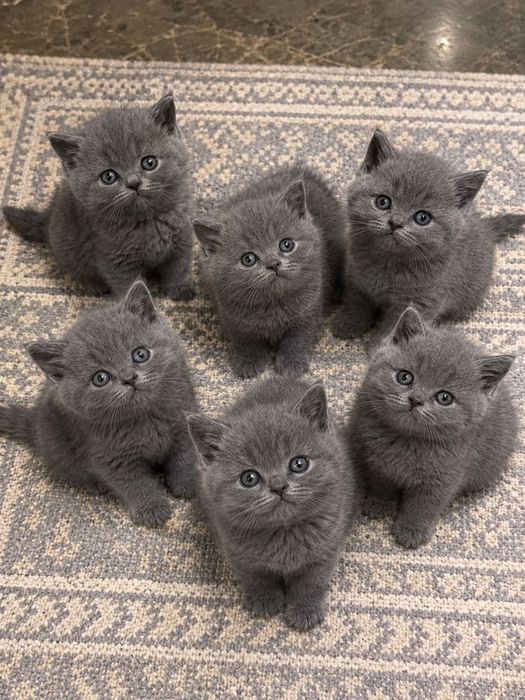 •Мимишные Британские Котята!•