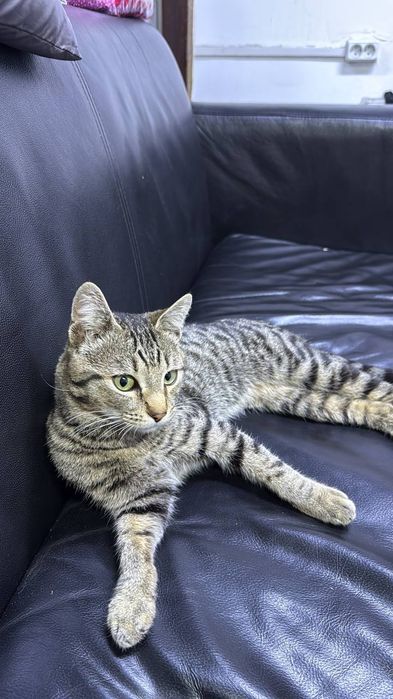 В любящие руки Котик 7-8месяцев