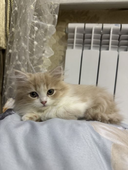 Хайленд страйт длинна шерстная кошка