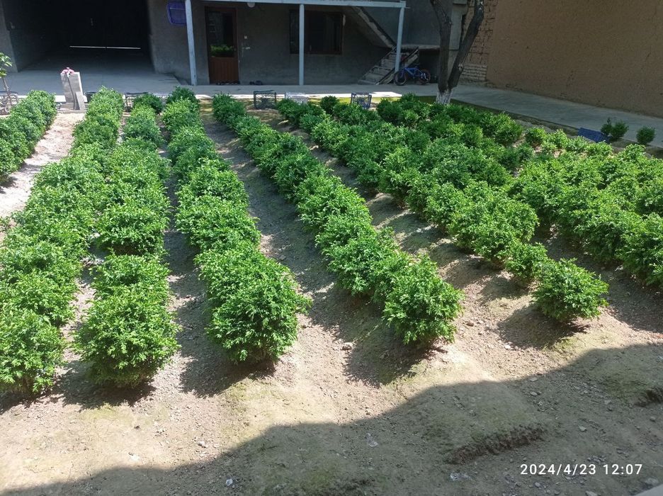 Shamshod gulf sotiladi