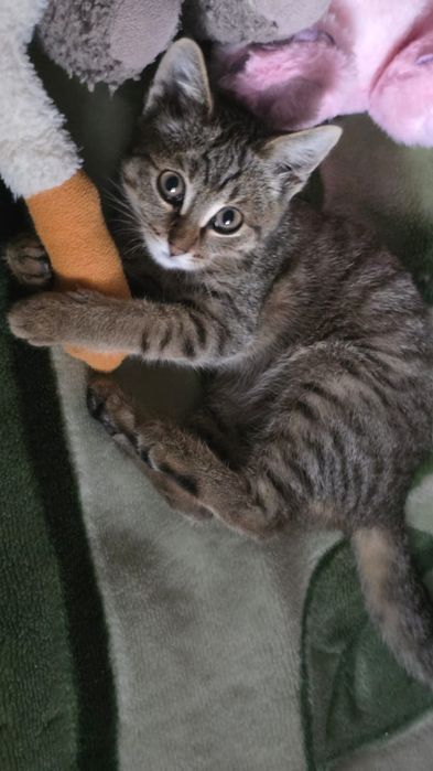 Отдам котенка в добрые руки