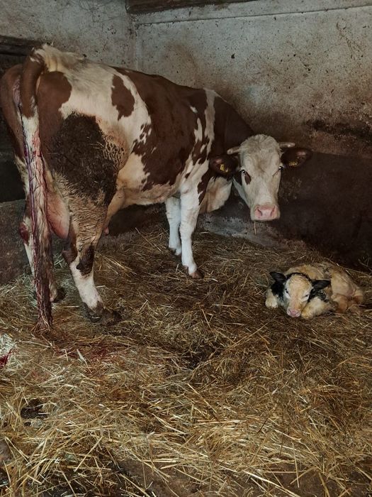 Vând vacă de 6 ani cu vițea