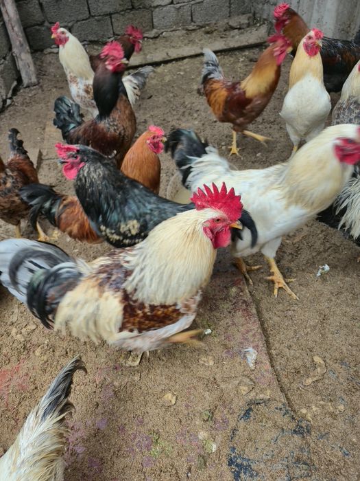 Домашний петух, крепкий