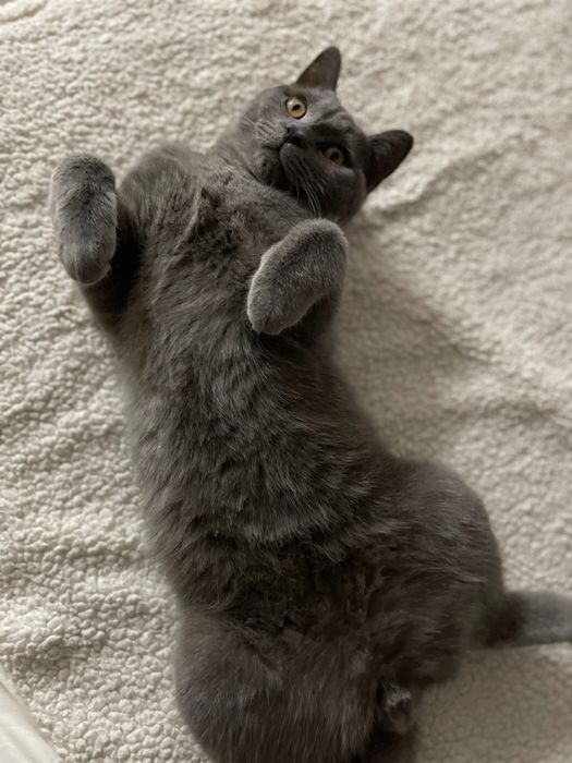 Ищем невесту для моего котика!