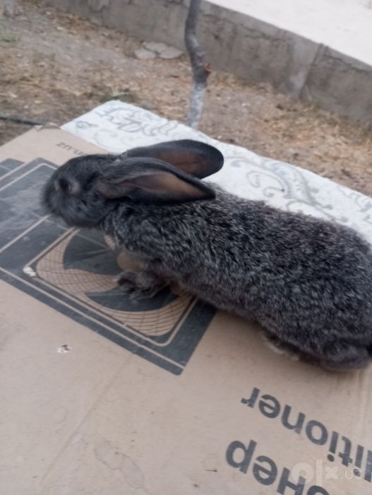Quyonlar 3 yarim oylik sotiladi
