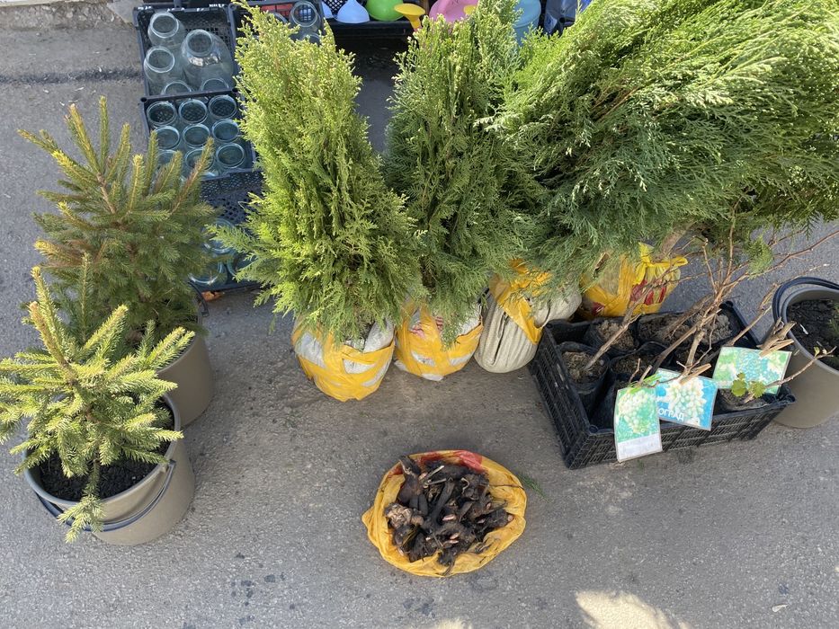 Яблони, саженцы