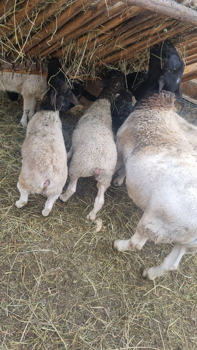 Vând berbec  dorper tânăr