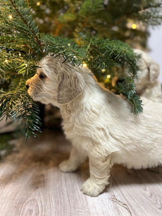 Pui golden retriever