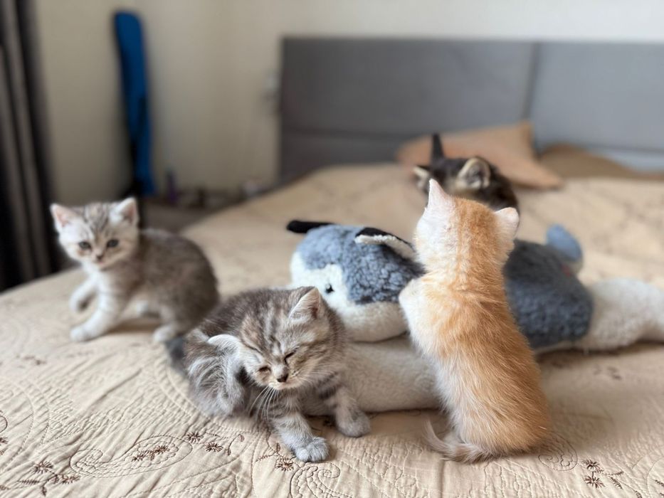 Продам породистых котят!