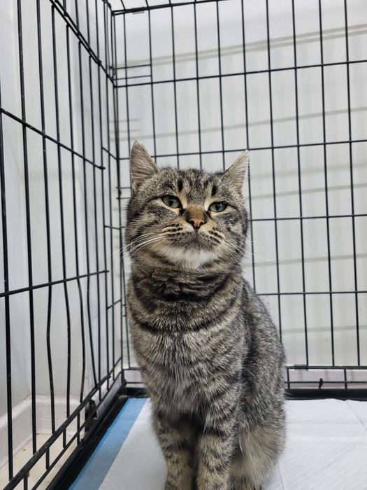 Котик ищет хозяина