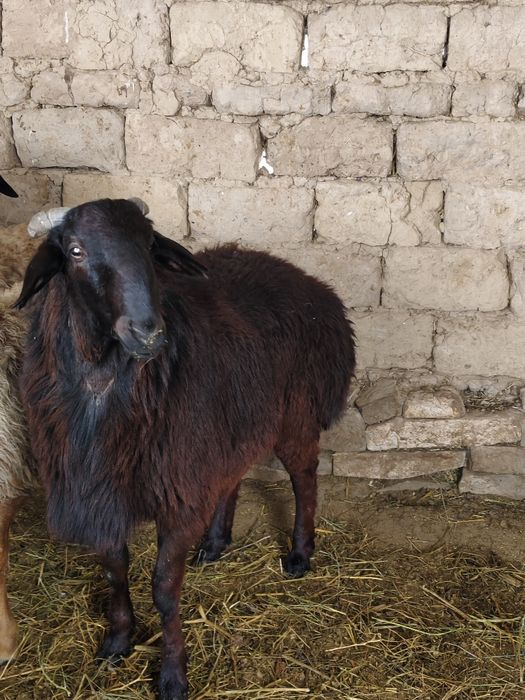 Кошкар сатылады 1шт 180,000