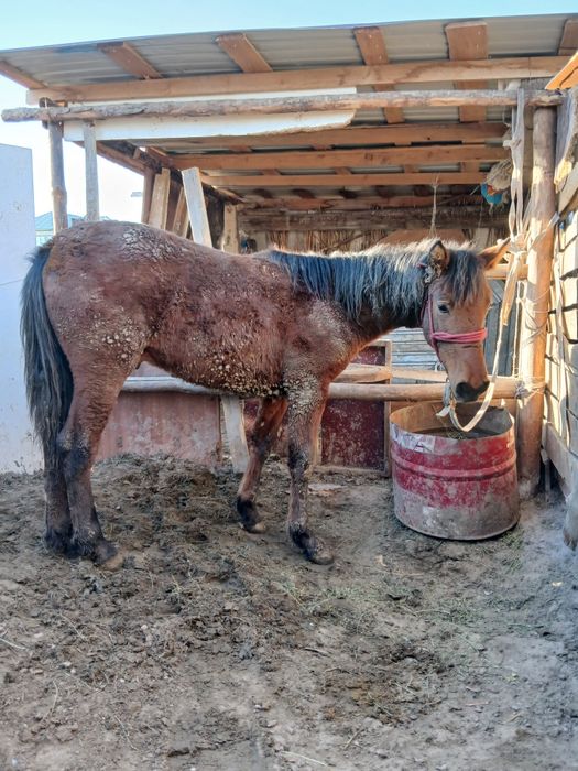 Тай сатылады     .