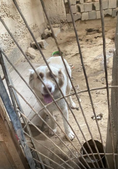 Собачка с глазами цвета неба ищет дом