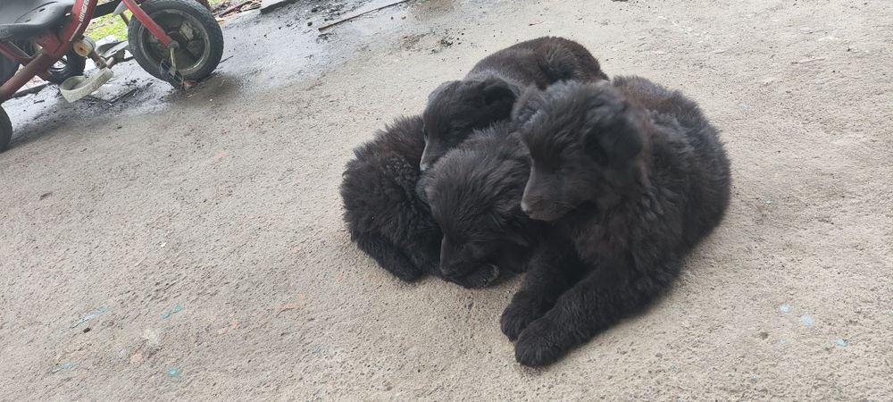 Отдам даром щенят. Порода немецкая овчарка