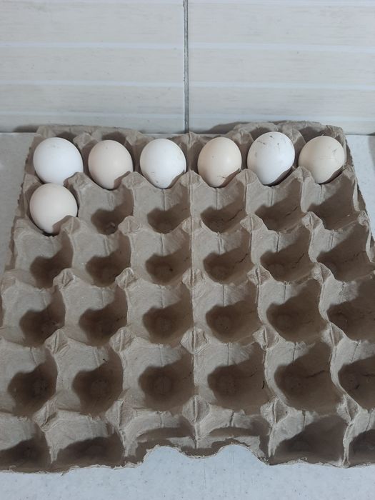 Инкубационные яйца