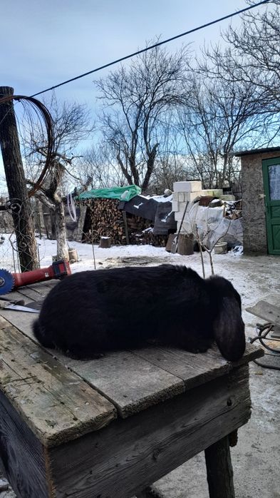 De vânzare pui de iepuri de rasa