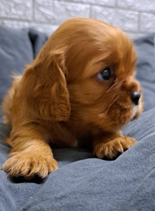 Кавалер-кинг чарльз -спаниель