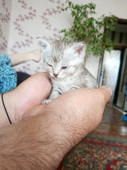 Отдам даром котёнок девочка