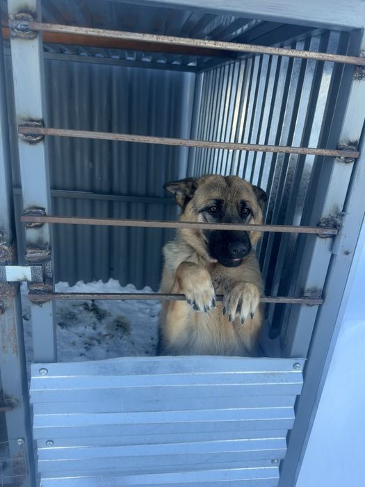 Продам щенка немецкая овчарка