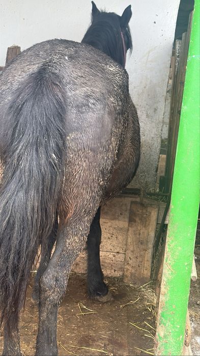 Семіз бие жирная кобыла