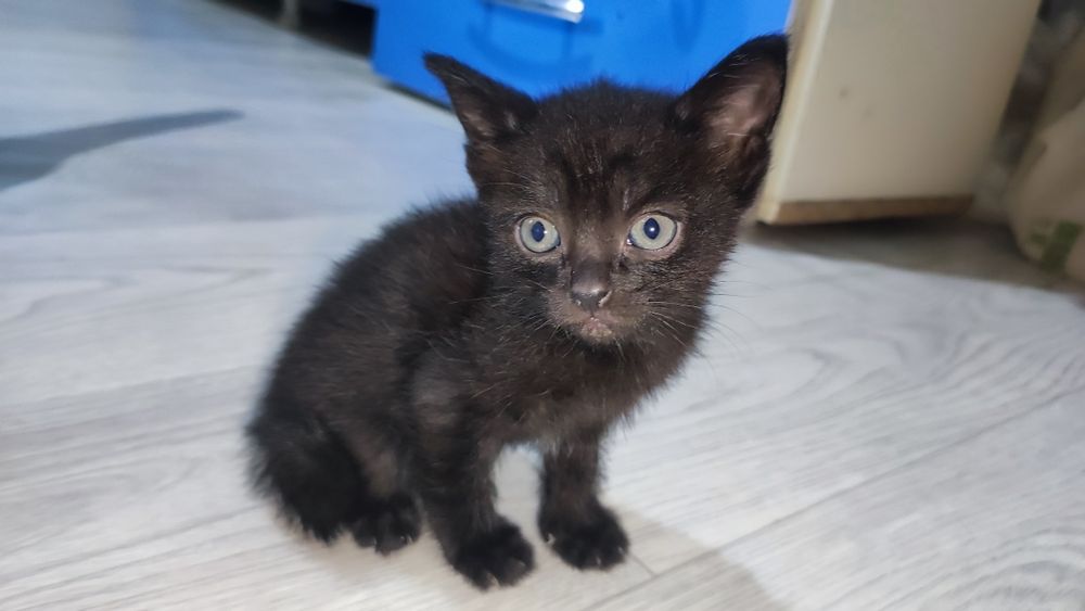 Отдам котят срочно!