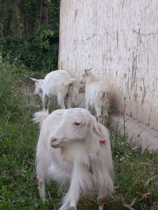 Ona bola echki lar sotiladi soni 3- ta . 2- litr suti bor.