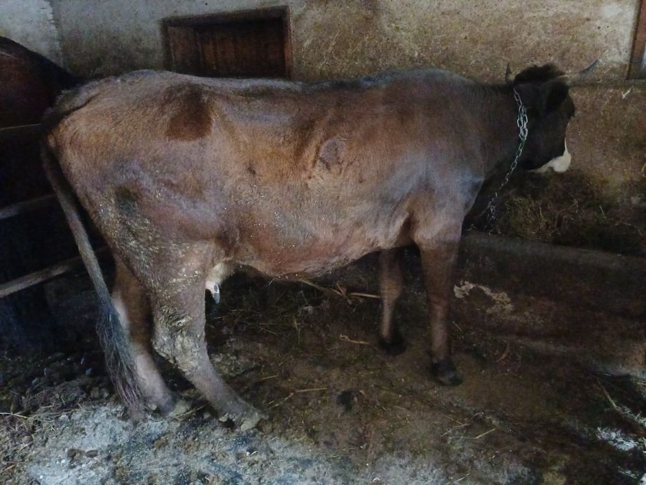 Vând vaca gestanta în 5 luni