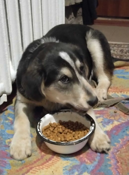 Щенок в доброе руки, девочка 4 месяца