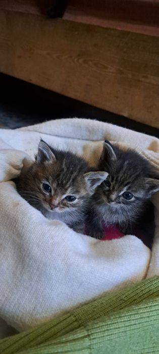 ОТДАМ КОТЯТ в добрые руки