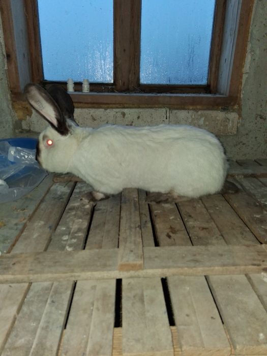 Vând mascul Uriaș de Transilvania