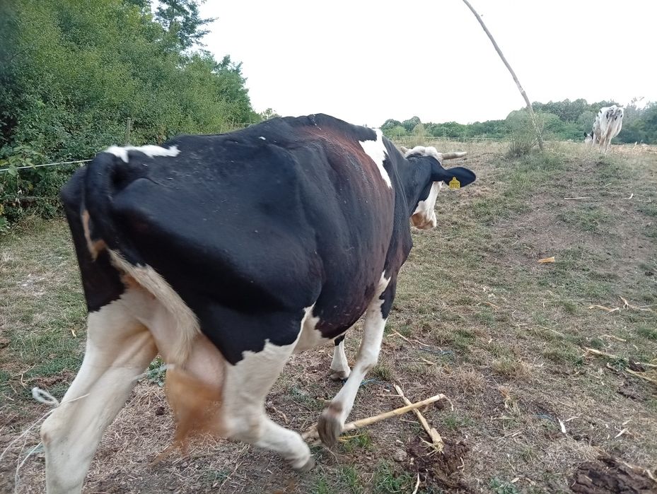 Vând vaca de 6 ani