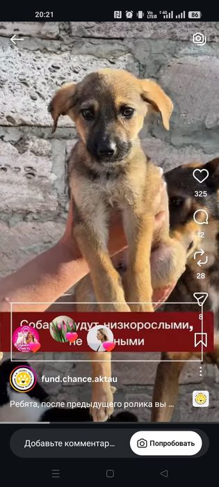 Щенки мальчики отдаётся