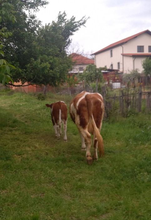 Vând vacă bălțată românească cu vitel
