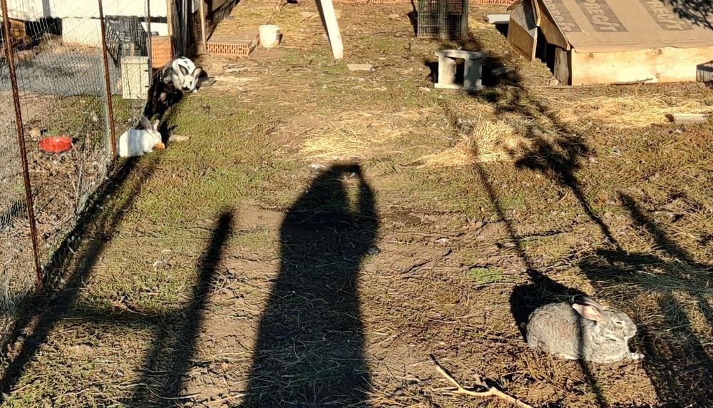 Iepuri rasa germana urias