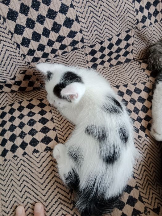 Отдам котят даром