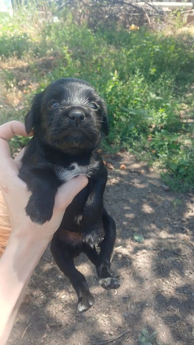 Продам щенков русского спаниеля