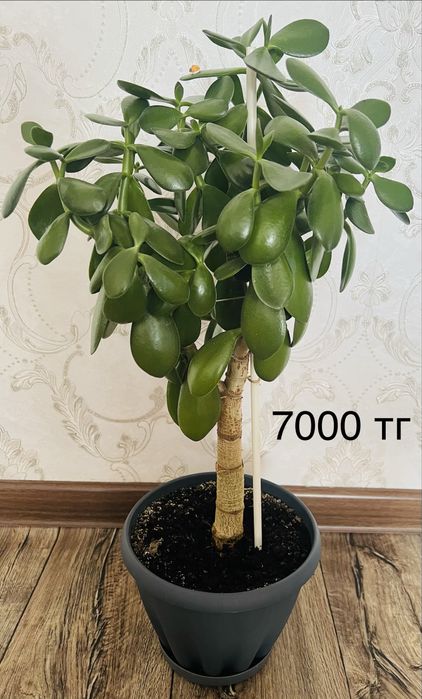 Продам толстянку (денежное дерево)