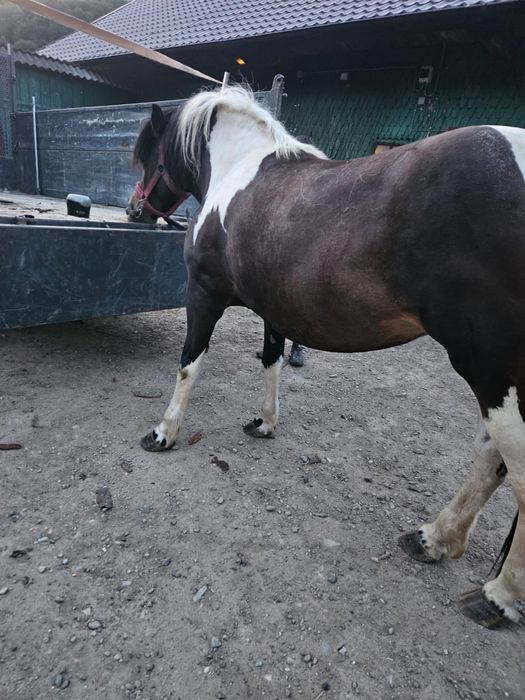 Vand Iapa pestrita gestanta iapa are 4 ani