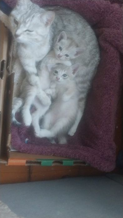 Котята в добрые руки