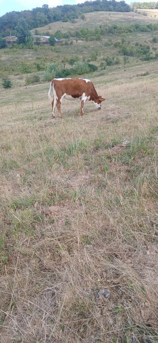 Vand sau schimb vitica la 200 kg cu manz sau manza peste un an