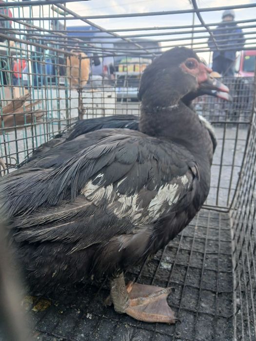 Rate lesesti de vanzare