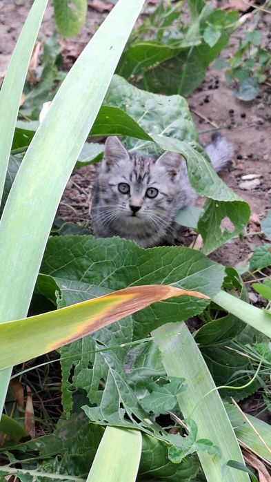 Котята мальчики, отдам