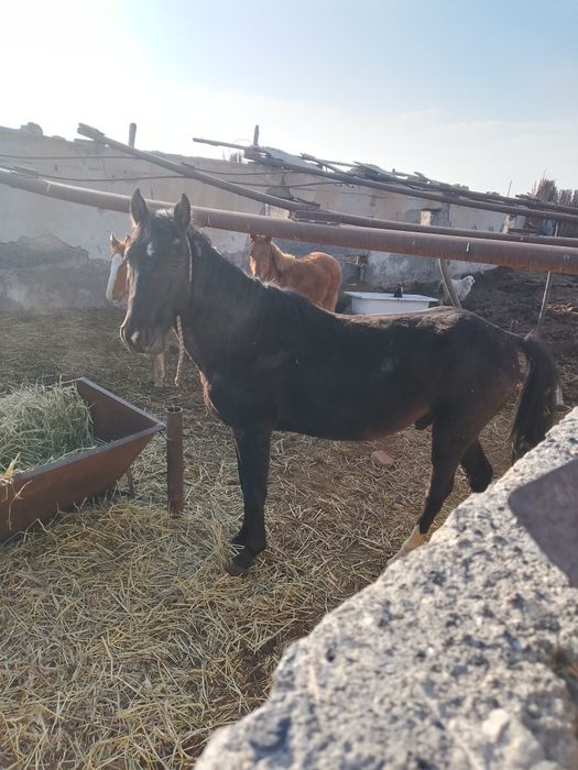 Продается лошадь