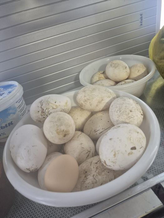 G'oz tuxumlari va g'ozlar sotiladi