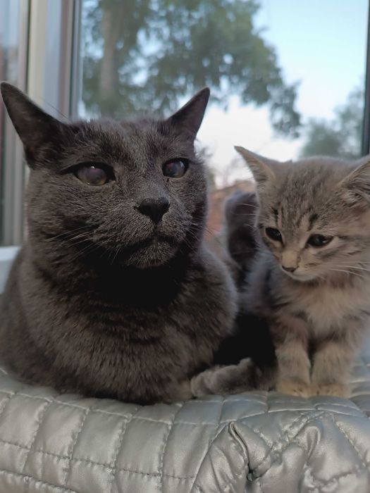 ОБЫЧНЫЙ КОТЕНОК котенок 2 мес. Девочка и Мальчик